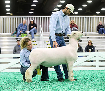 Royal Flush - Royal Flush - Forsee 24-341
1st Place Senior Ram Lamb